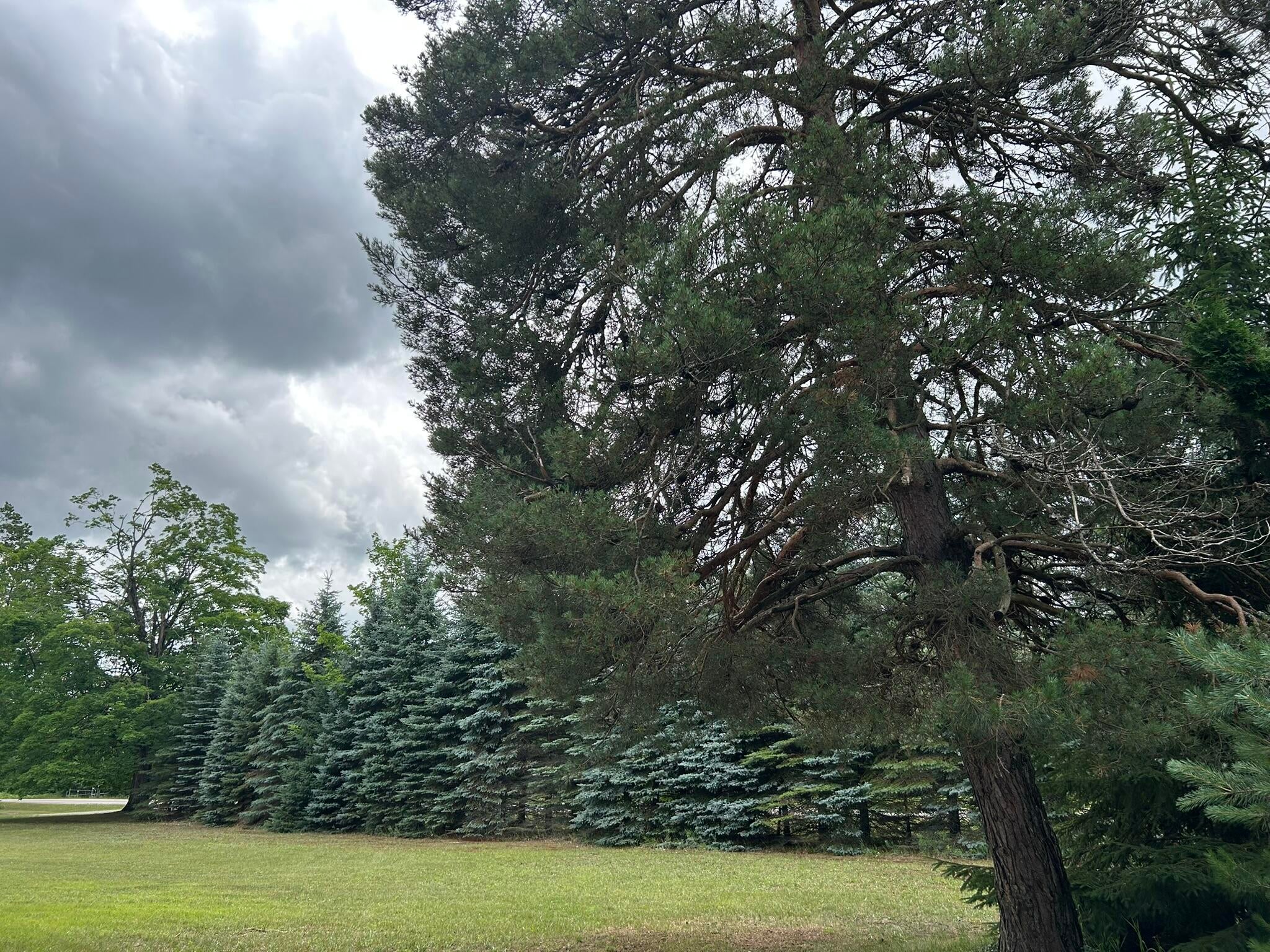 7729 Airport Road Vanderbilt, MI 49795 - Photo 20 of 60 Front Yard