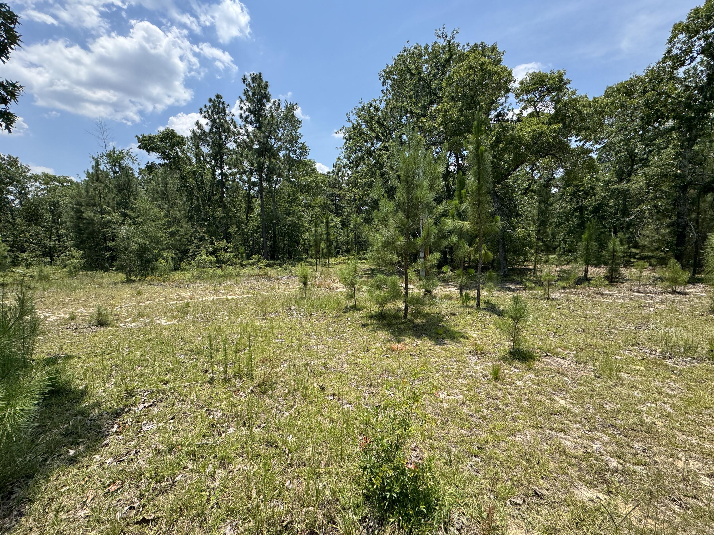 174 Hard Luck Lane Windsor, SC 29856 - Photo 11 of 27