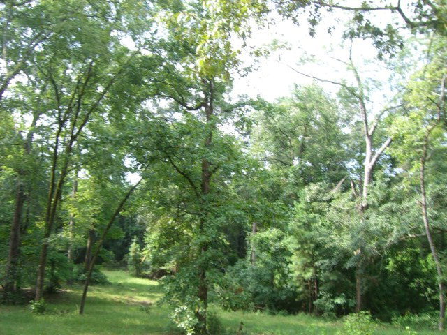196 Glosson Road Gray, GA 31032 - Photo 31 of 40 a view of a lush green forest