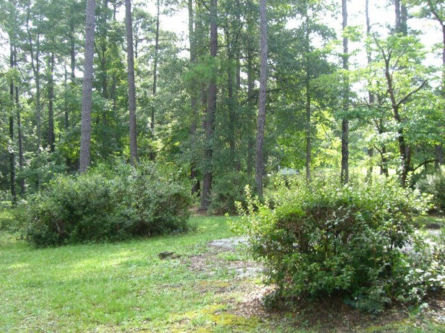 196 Glosson Road Gray, GA 31032 - Photo 32 of 40 a view of a lush green forest