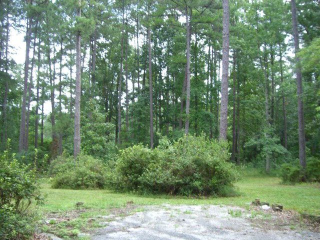 196 Glosson Road Gray, GA 31032 - Photo 40 of 40 a view of a yard with plants and large trees
