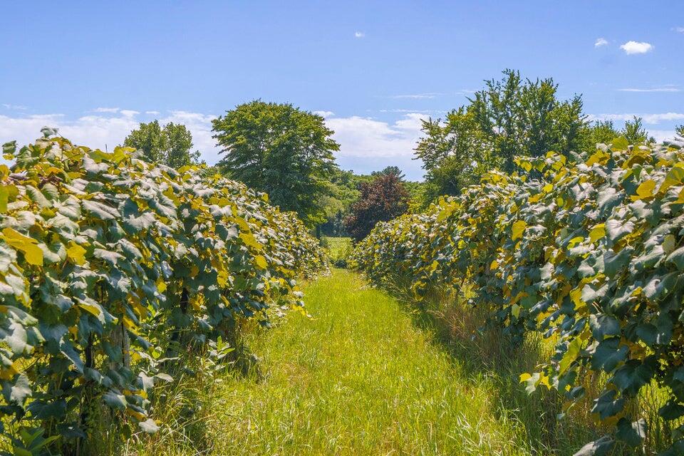 0 Biastock Road Benton Harbor, MI 49022 - Photo 12 of 12 Biastock Vineyard Photo