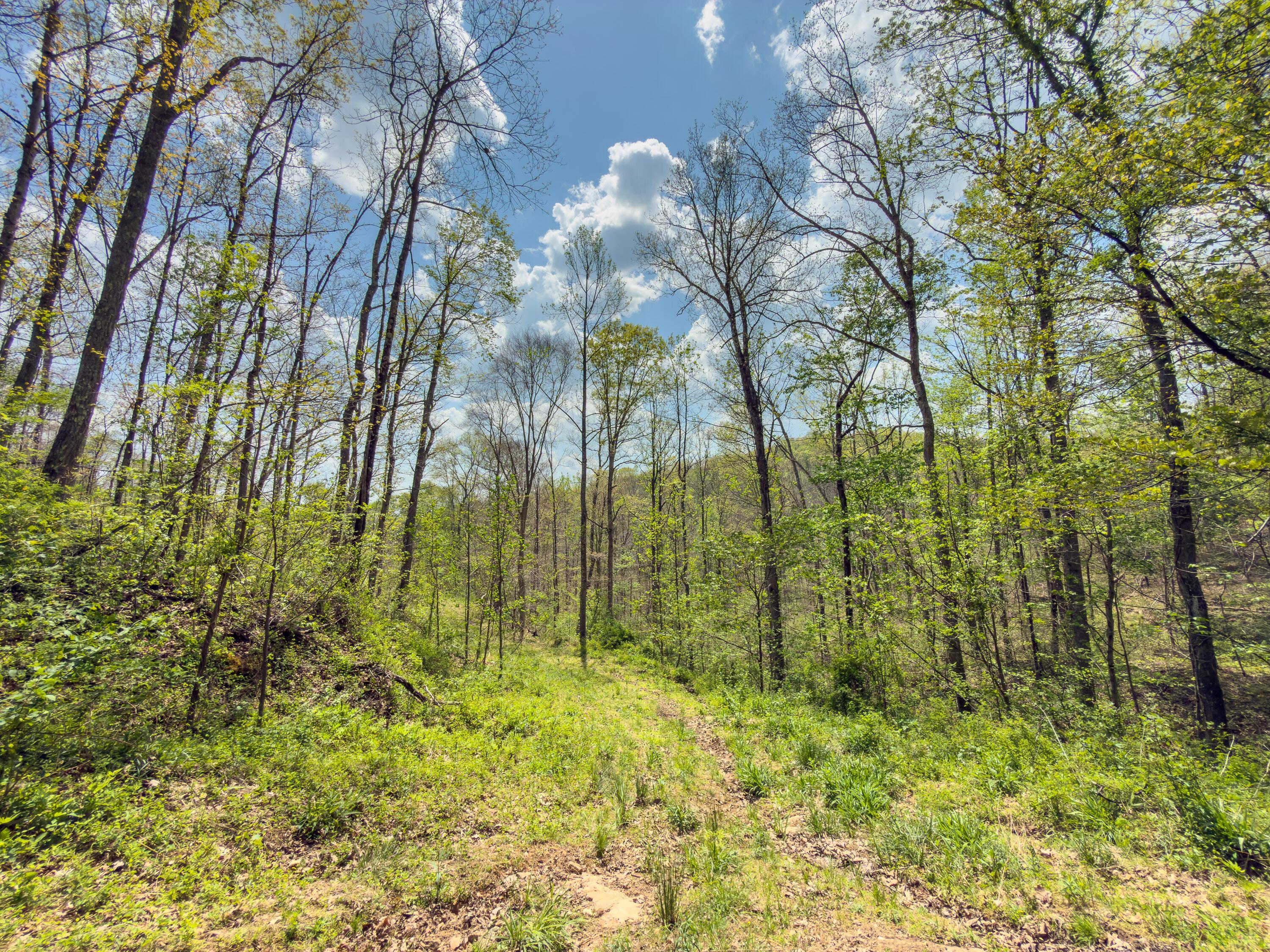 0 Beardmore Road Wingett Run, OH 45789 - Photo 20 of 43 beardmore rd-20