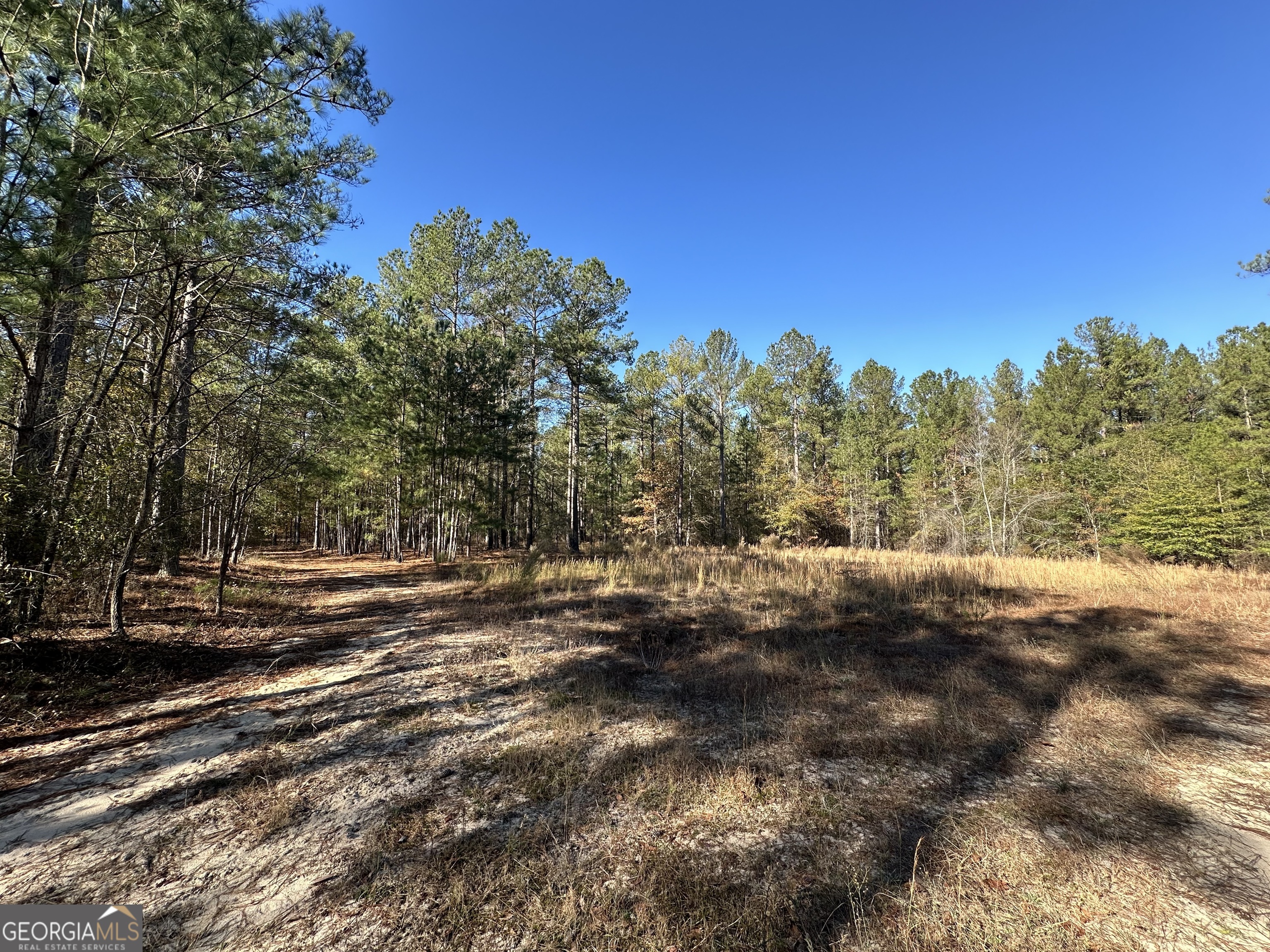5559 Mill Creek Church Road Mitchell, GA 30820 - Photo 63 of 65 a view of a forest with trees