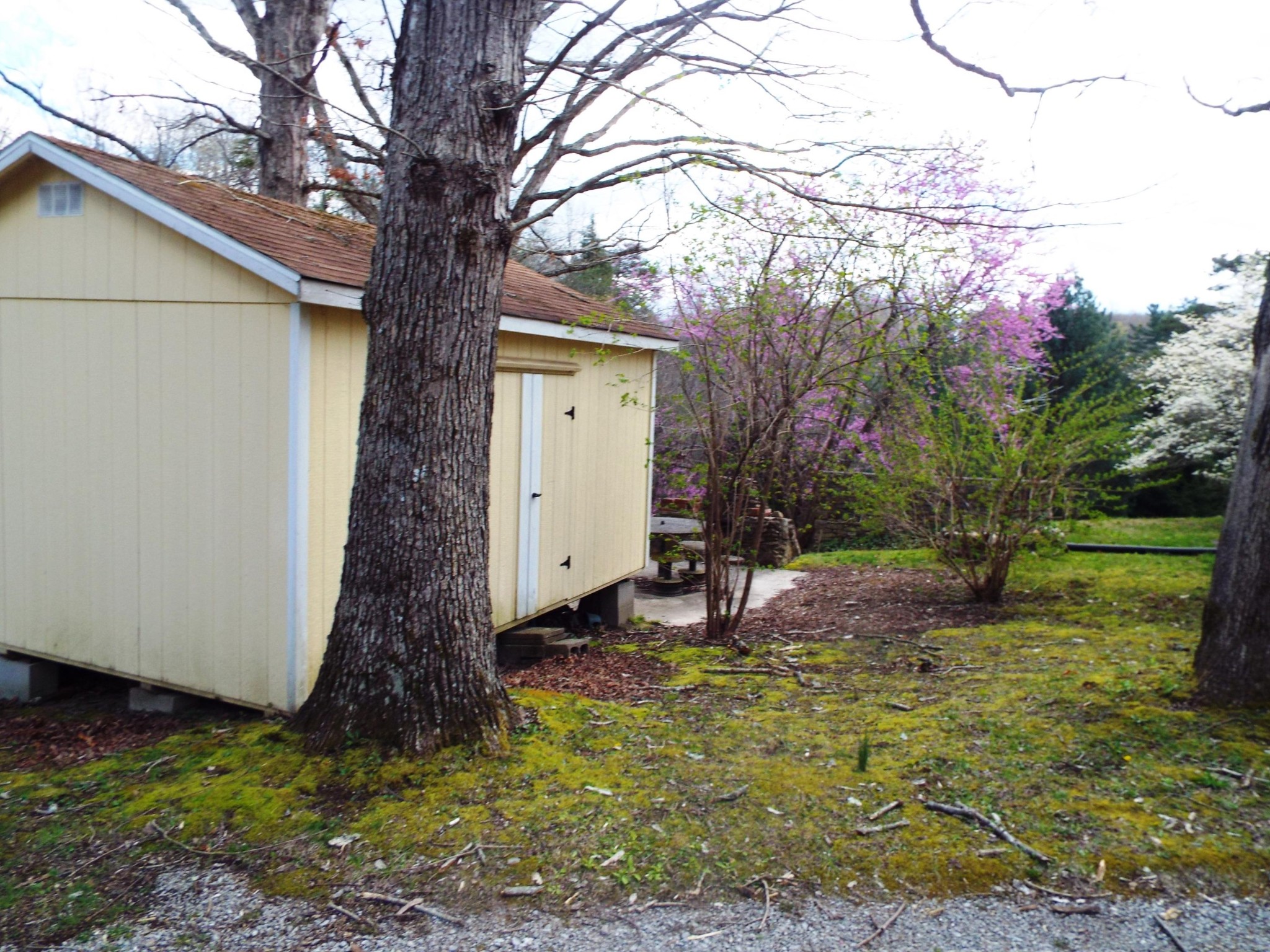 1445 West Cove Road Jamestown, TN 38556 - Photo 5 of 30 a backyard of a house with lots of green space