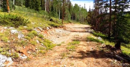 a view of a tree with a plant