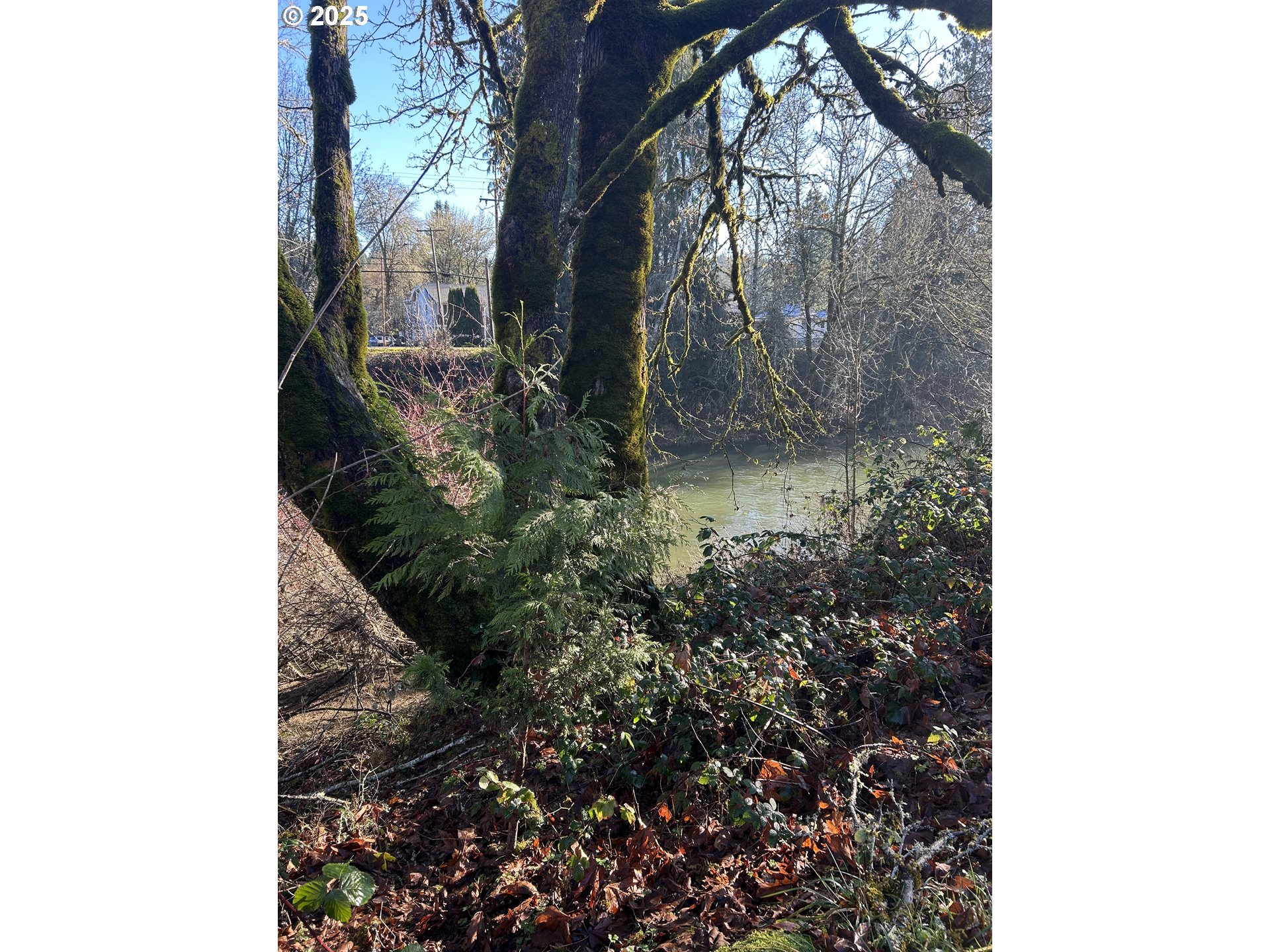 1105 Riverside Drive, Unit 17 Vernonia, OR 97064 - Photo 24 of 26 a close up of a tree in a yard