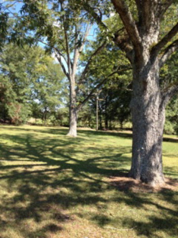 7781 Nowell Road South Macon, GA 31216 - Photo 6 of 6 a view of a trees with a yard