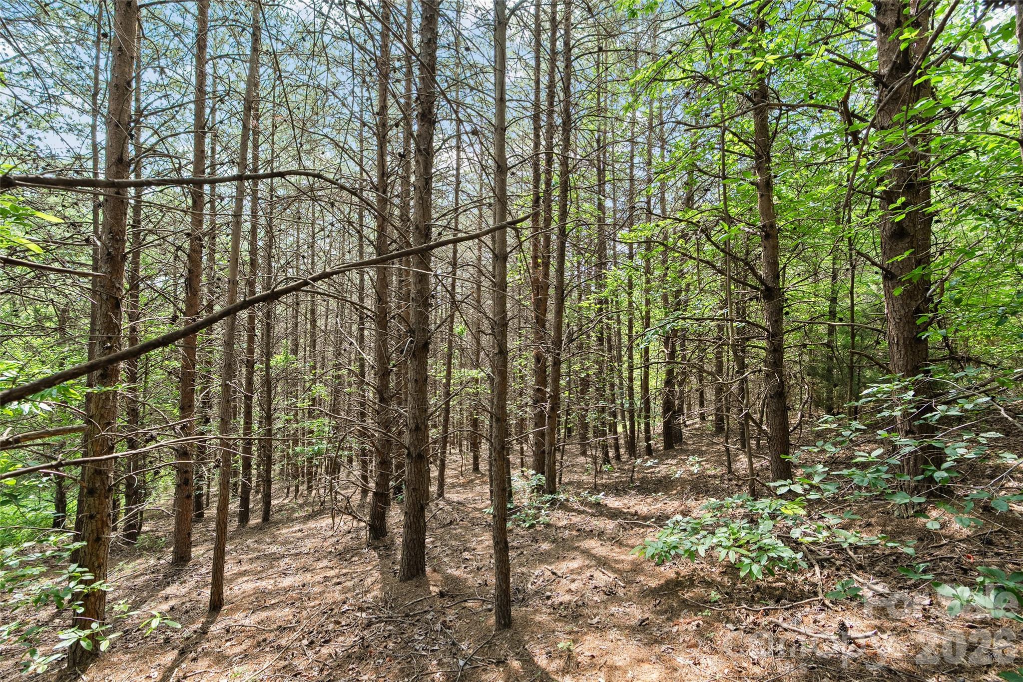 1361 Deep Gap Farm Road East Mill Spring, NC 28756 - Photo 8 of 23