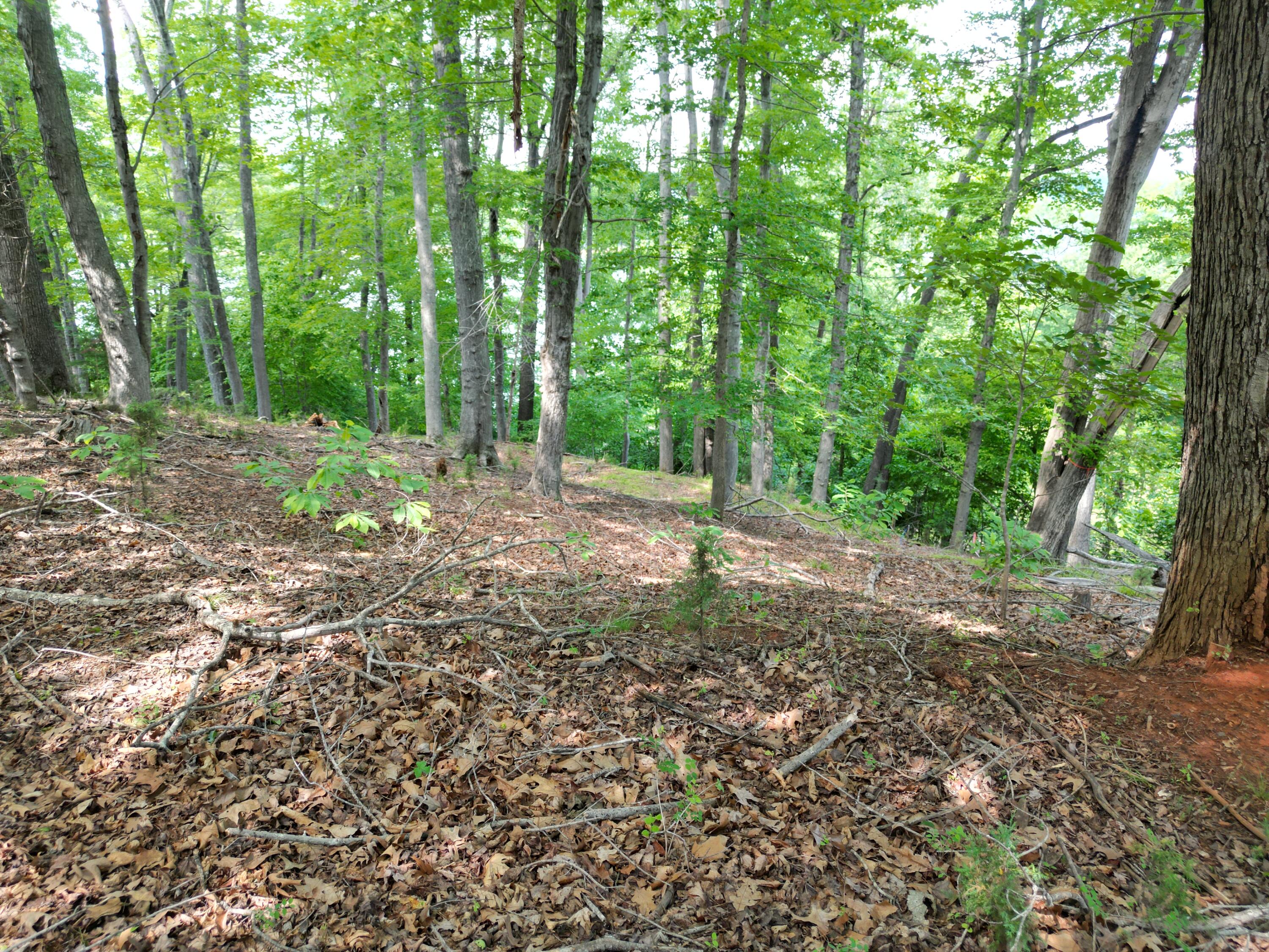 0 Ivy Lane Union Hall, VA 24176 - Photo 7 of 20 a view of a forest with trees in the background
