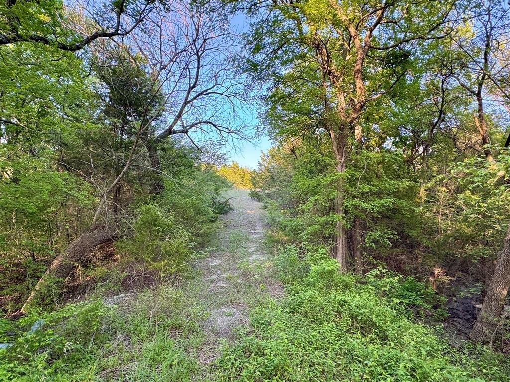 0 Old Josephine Road Farmersville, TX 75442 - Photo 14 of 15 a backyard of a house with lots of plants and large trees