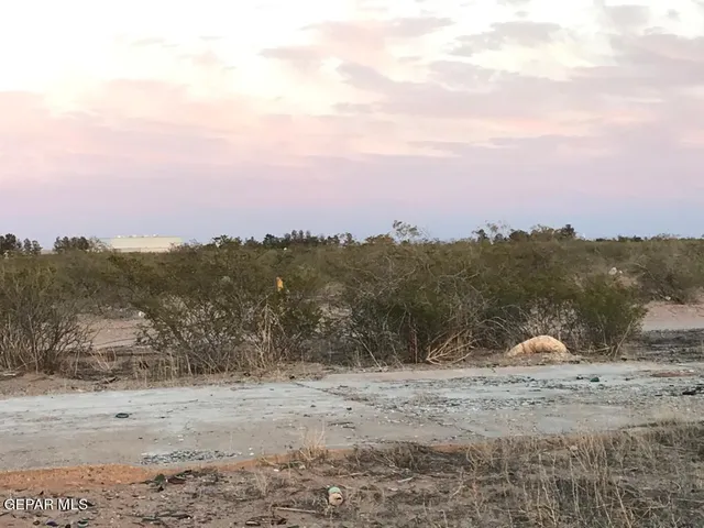 a view of a dry yard with lots of trees