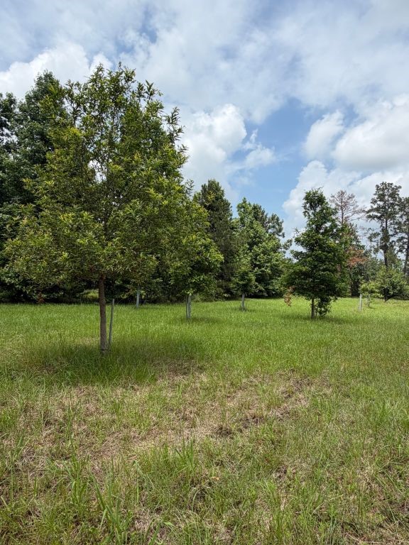 371 Fm 1872 Corrigan, TX 75939 - Photo 44 of 50