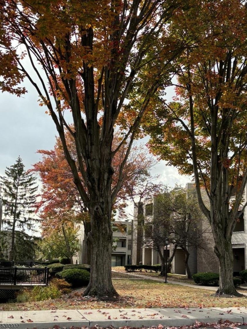 822 Main Street, Unit E Nutley, NJ 07110 - Photo 11 of 14 a tree in the middle of a yard