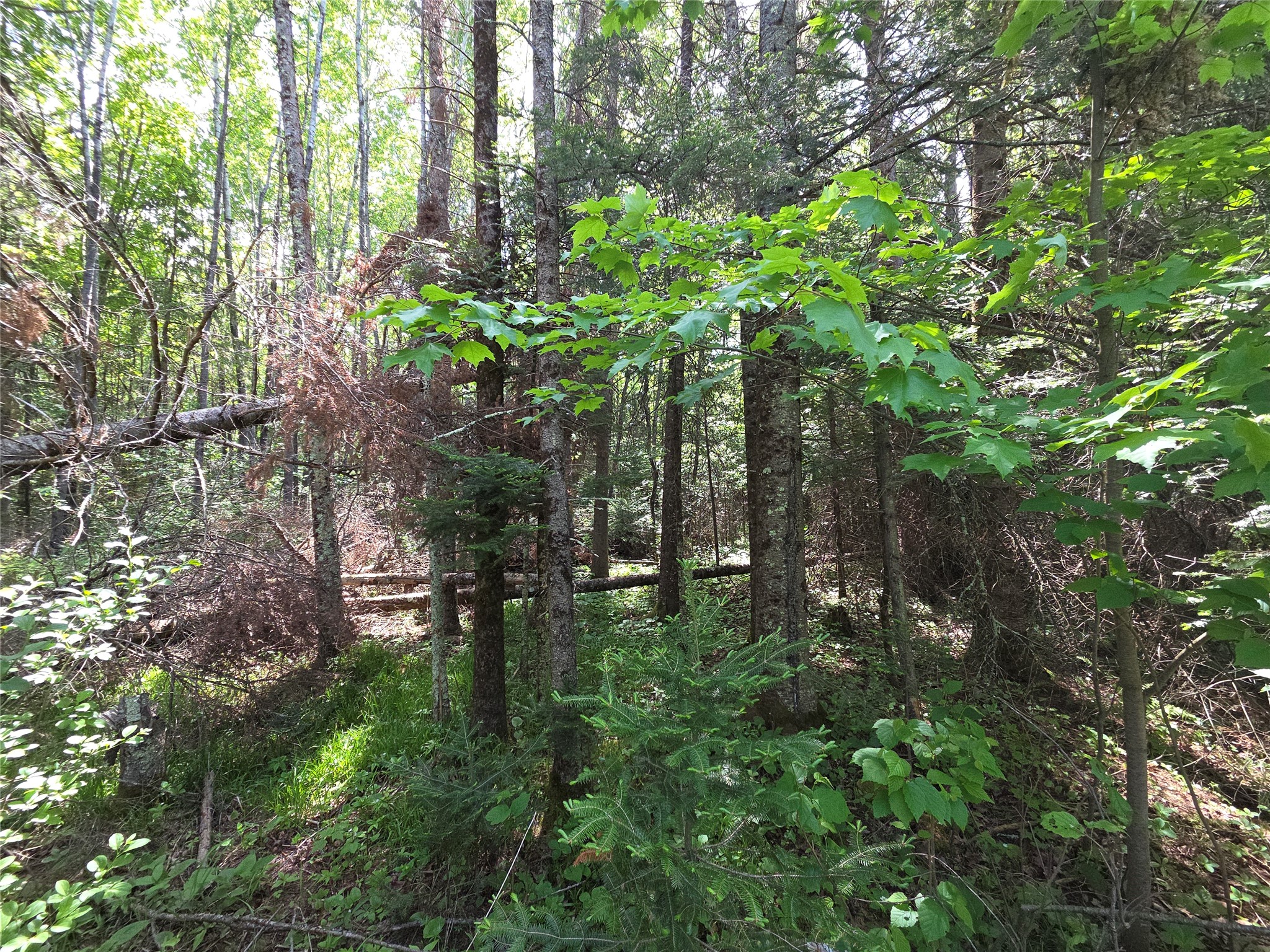 Lot 4 East Solberg Lake Road Phillips, WI 54555 - Photo 1 of 1 Gallery Image 1
