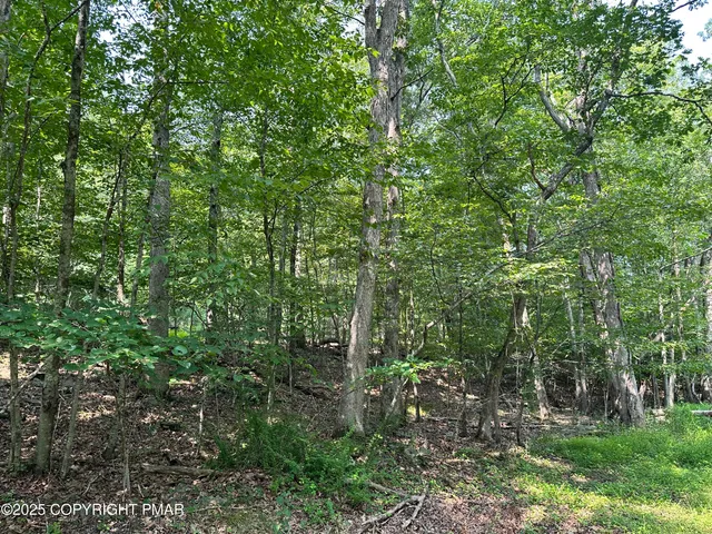 a view of a lush green forest
