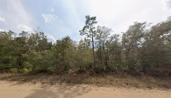 a view of a forest with trees in the background