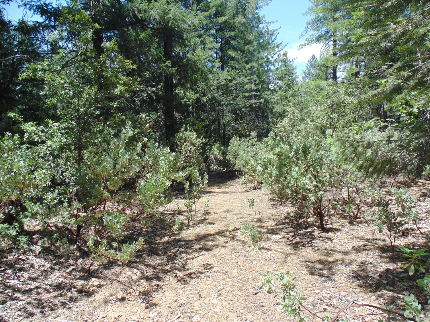 35 Balderston Road Georgetown, CA 95634 - Photo 2 of 37 a view of a yard with a tree