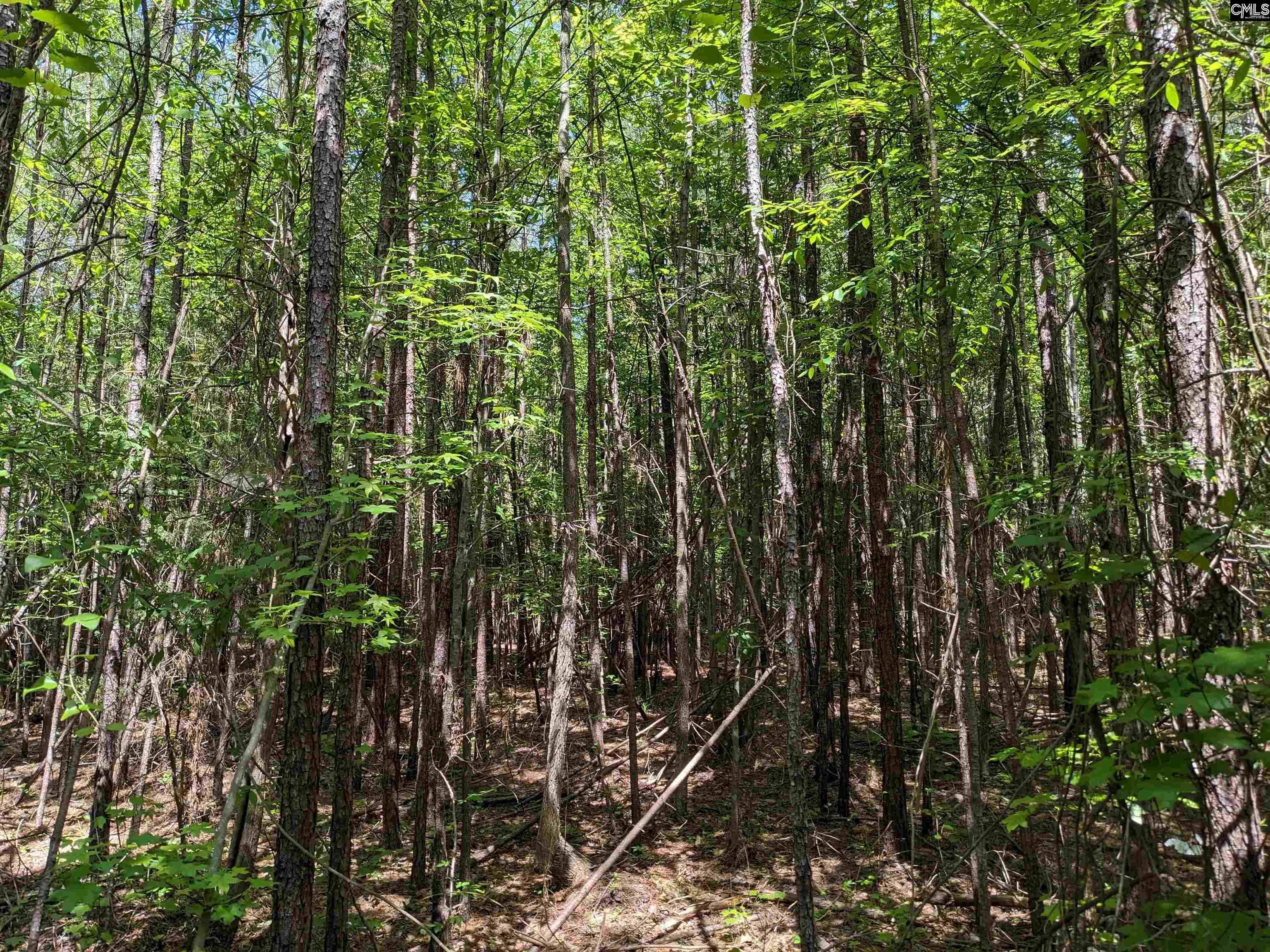 Jewel Drive Ridgeway, SC 29130 - Photo 3 of 20