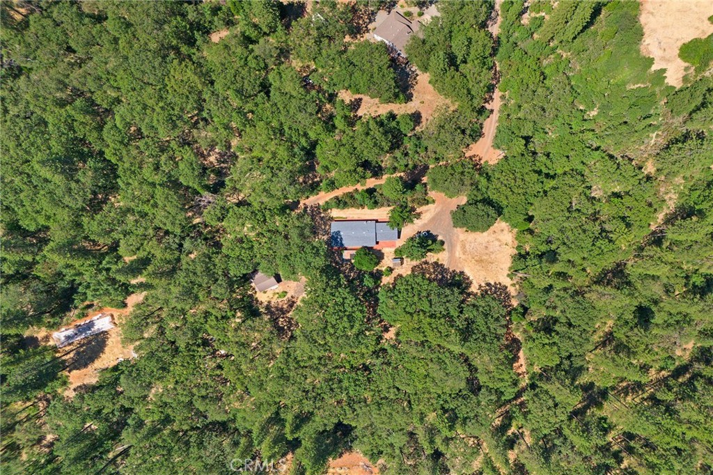 4940 Papya Road Forest Ranch, CA 95942 - Photo 59 of 67 a picture of a tree