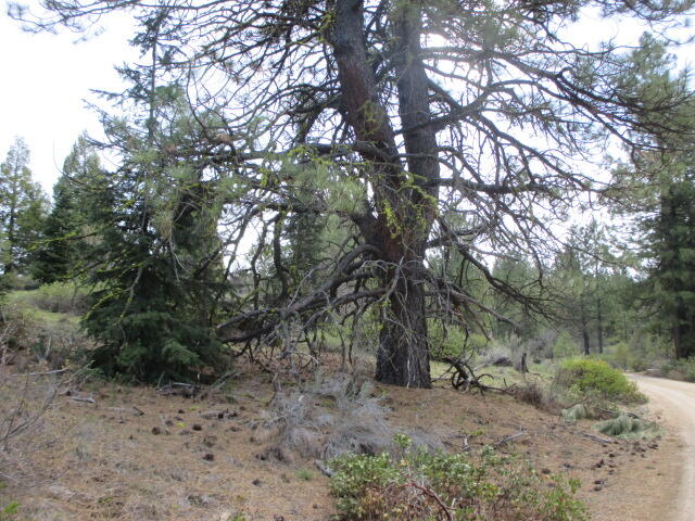 0 Night Owl Drive, Unit 2 Bonanza, OR 97623 - Photo 5 of 7 IMG_5483