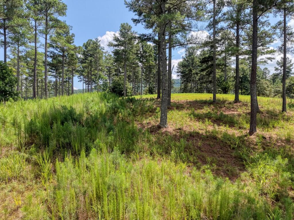 Lot 348 Loop Rise Blairsville, GA 30512 - Photo 17 of 30 Gallery Image 17