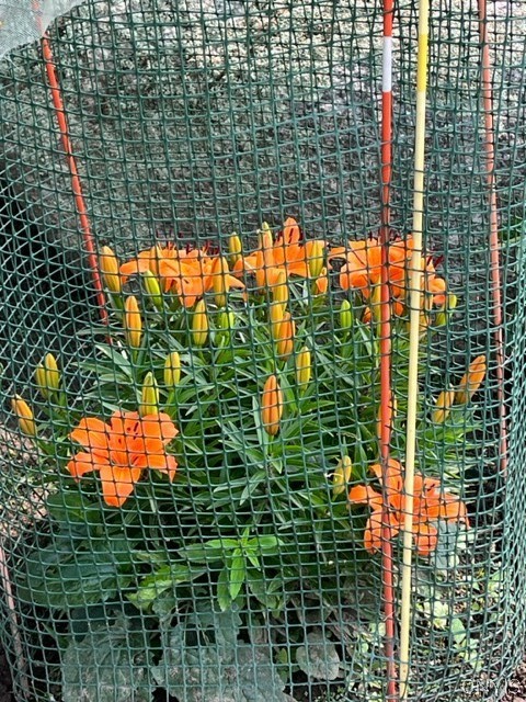 7533 Fox Road Trenton, NY 13354 - Photo 43 of 48