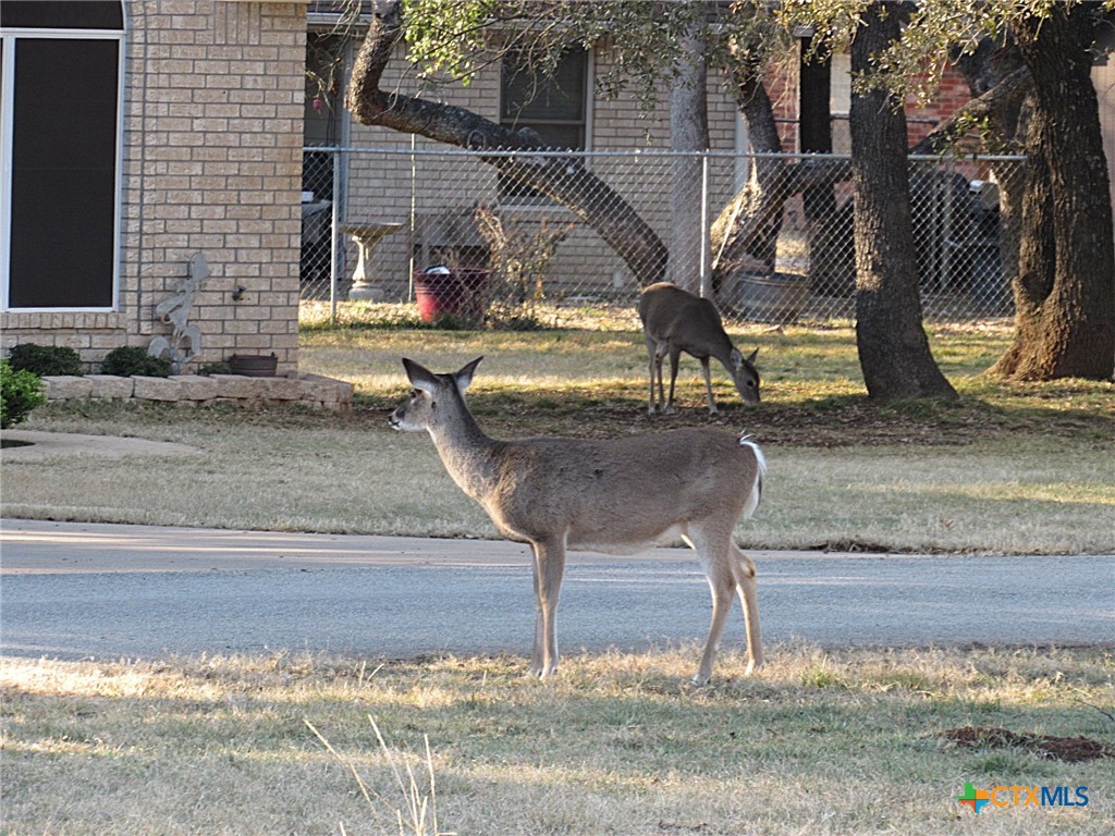 65 Bluebonnet Loop Belton, TX 76513 - Photo 23 of 26