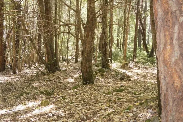 a view of outdoor space and yard