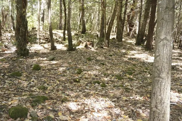 a view of a forest with trees in the background