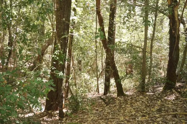 a view of a yard with trees