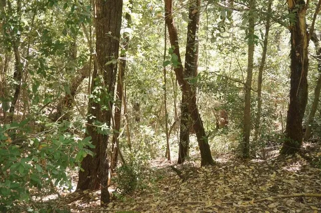 a view of a yard with trees
