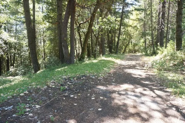 a yard with tall trees