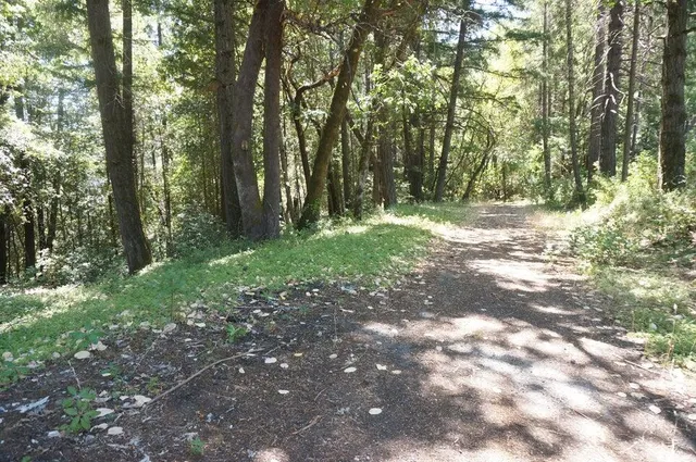 a yard with tall trees