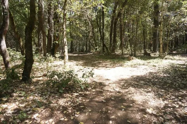 a view of tree next to a yard