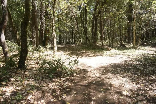 a view of tree next to a yard