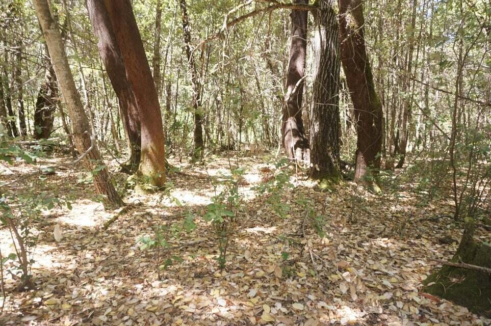 800 South Suzy Q Road Salyer, CA 95563 - Photo 7 of 9 a yard with tall trees