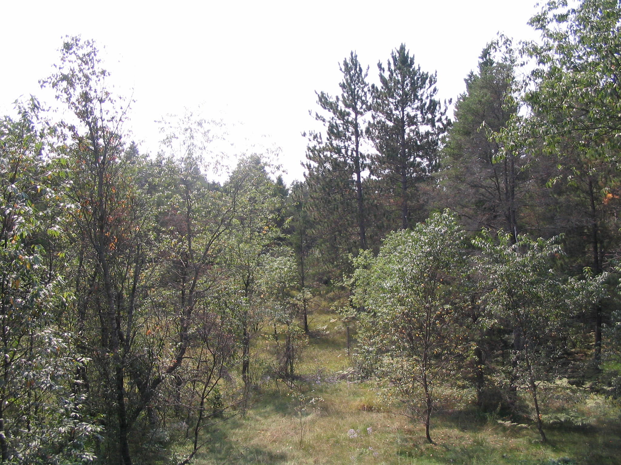 5879 Walsh Road Lewiston, MI 49756 - Photo 10 of 29 Gallery Image 10
