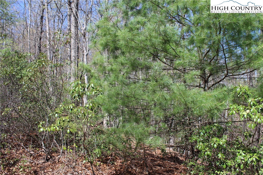 Trout Lake Road Deep Gap, NC 28618 - Photo 17 of 25 a view of a large yard with lots of green space