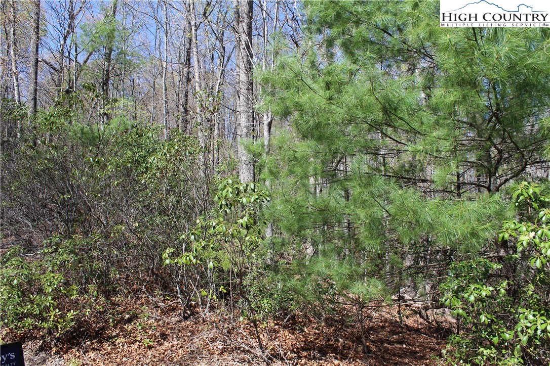 Trout Lake Road Deep Gap, NC 28618 - Photo 19 of 25 a view of a large yard with lots of green space