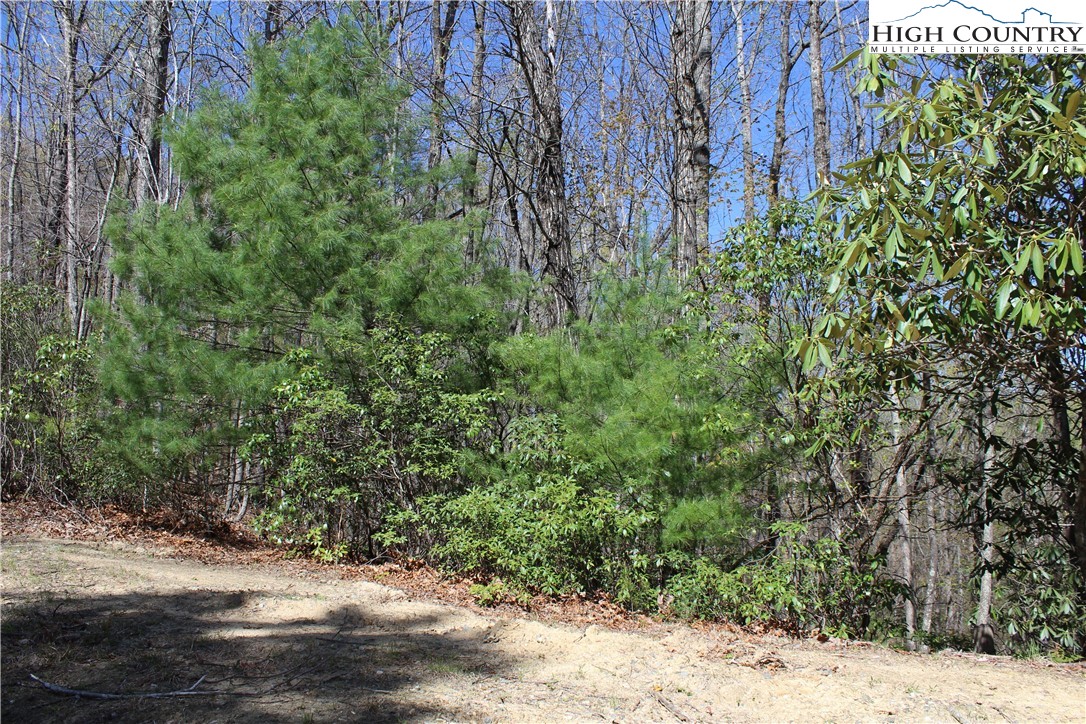 Trout Lake Road Deep Gap, NC 28618 - Photo 25 of 25 a view of a yard with plants and trees
