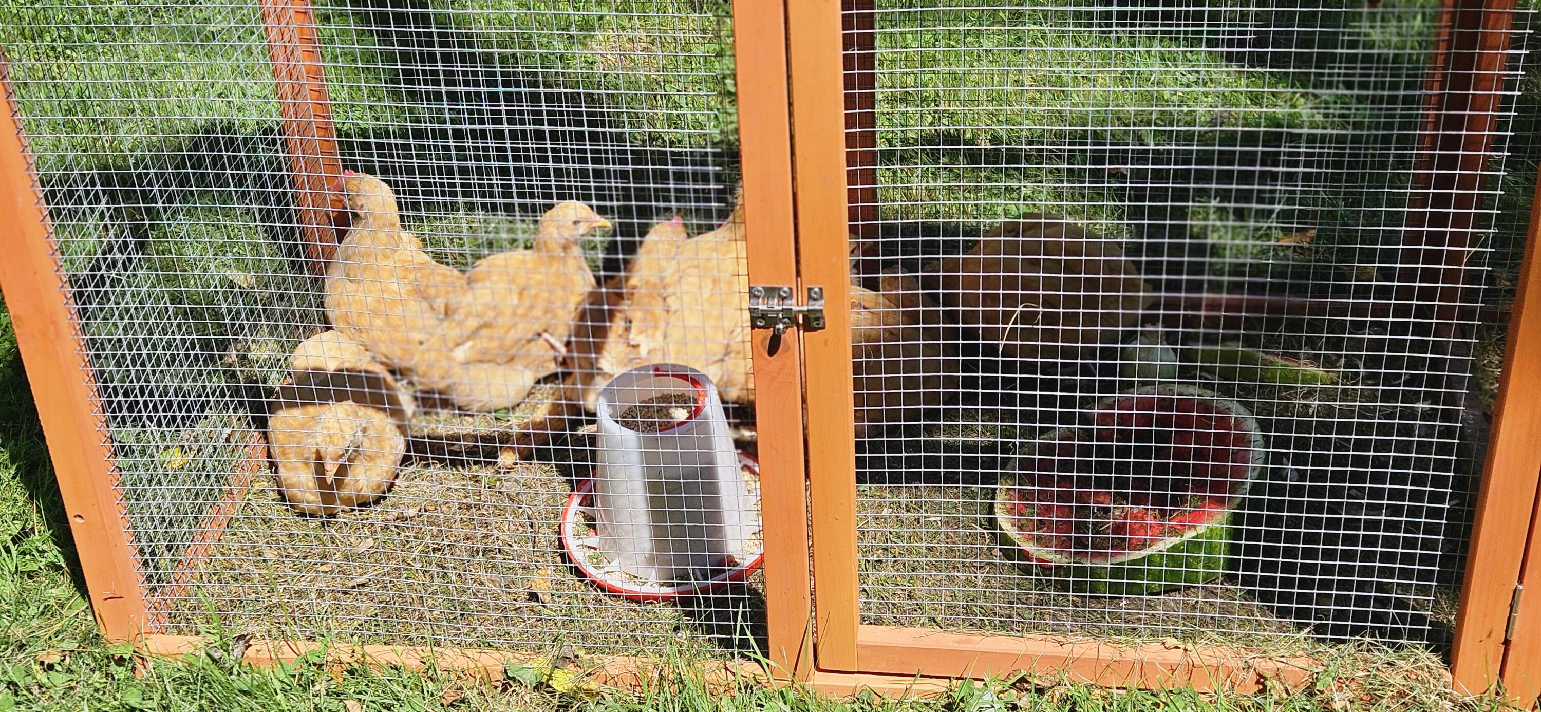 1341 Appleton Road Union, ME 04862 - Photo 26 of 42 Cochin chickens