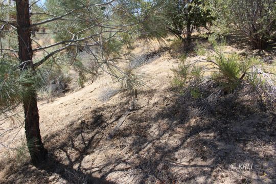 David Road Wofford Heights, CA 93285 - Photo 3 of 16 a view of outdoor space with a tree