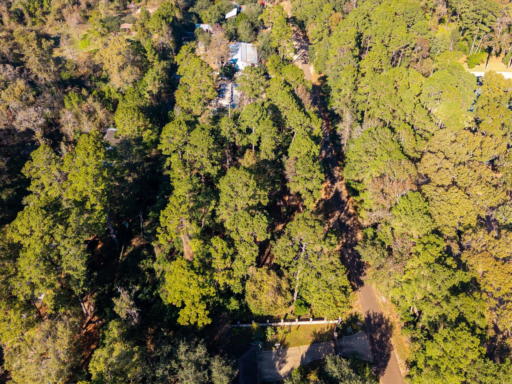 22307 Roseway Road Tomball, TX 77377 - Photo 6 of 14 a view of a tree