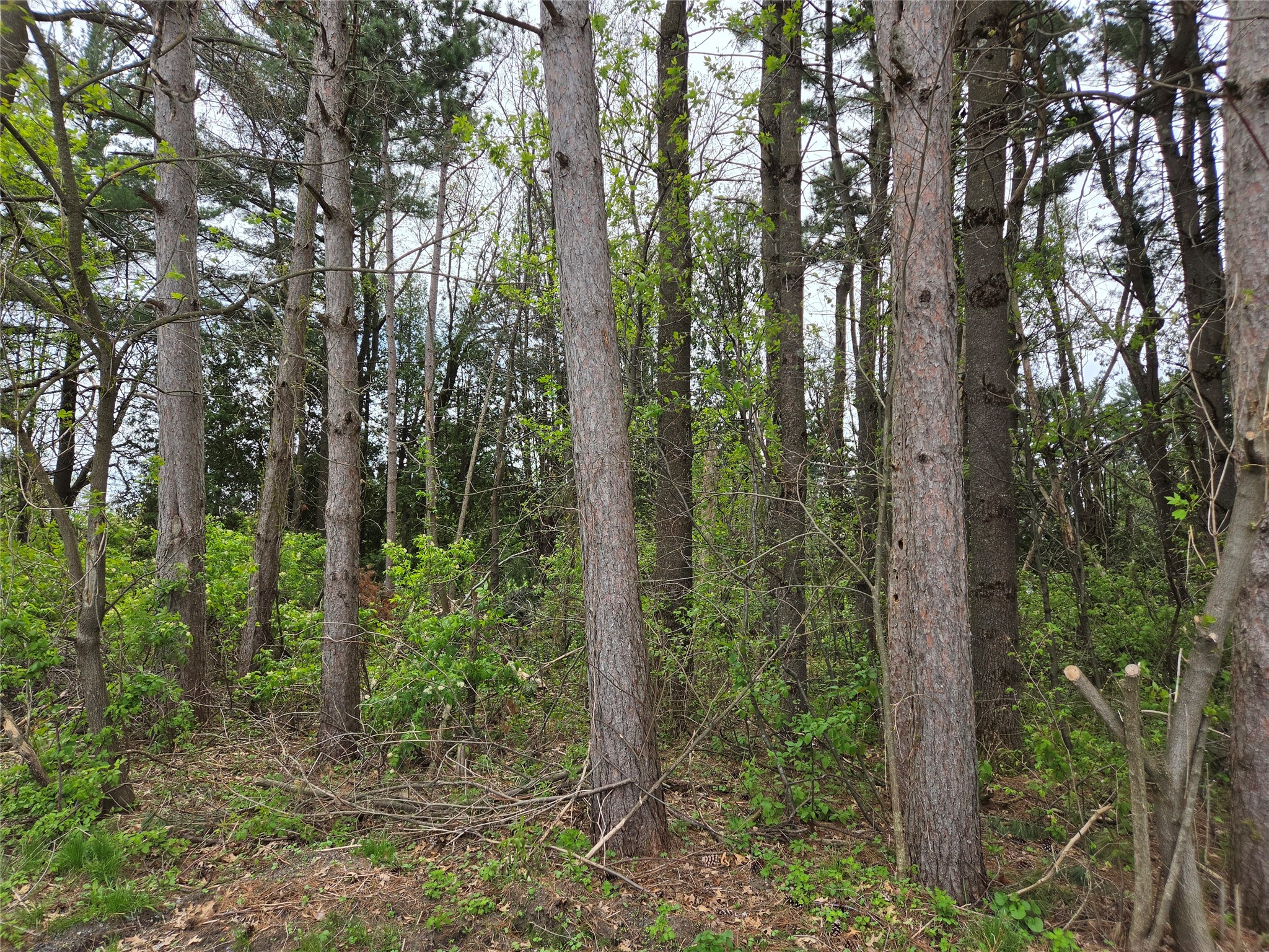 100 Locust Drive Hixton, WI 54635 - Photo 36 of 37