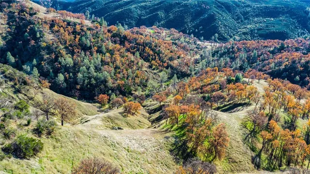 a view of a yard with plants and large trees