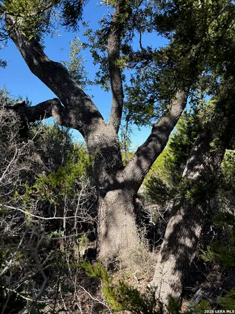 a view of a tree with a yard