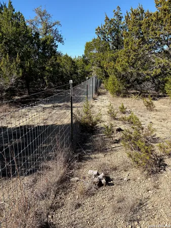 a view of backyard and tree
