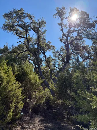 a view of a tree in a yard
