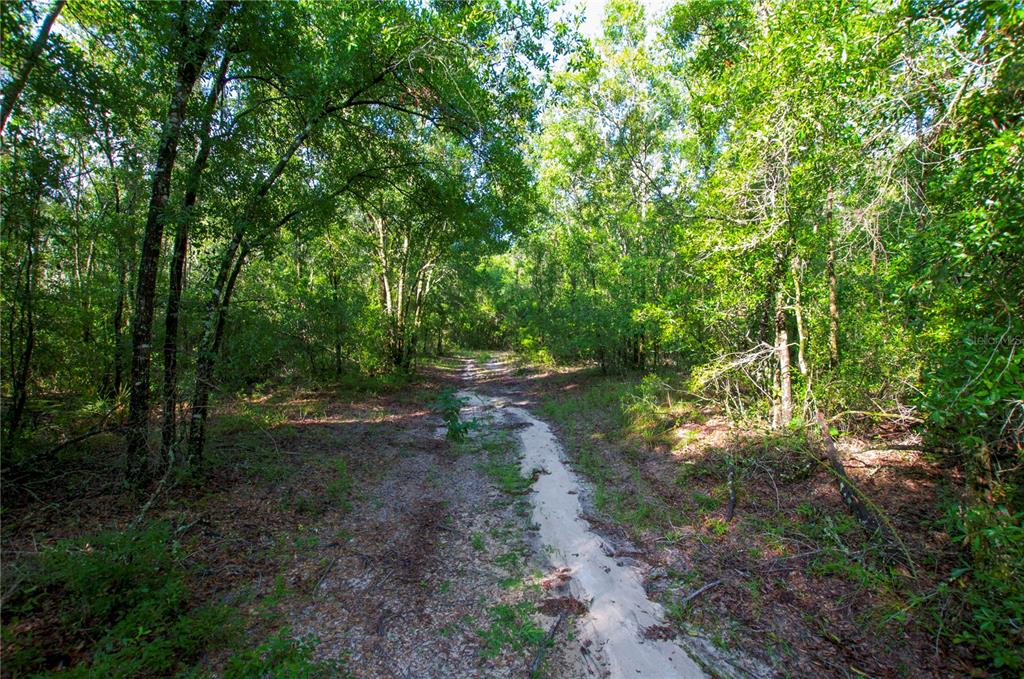 18233 185th Road Live Oak, FL 32060 - Photo 90 of 99 a view of a forest with trees in the background